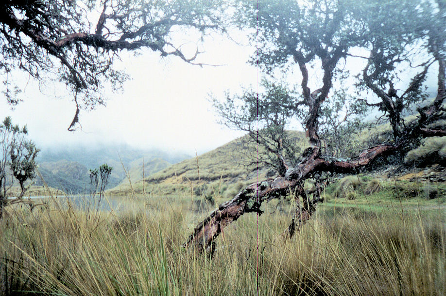 Nationaal Park Cajas bij Cuenca (Ecuador)